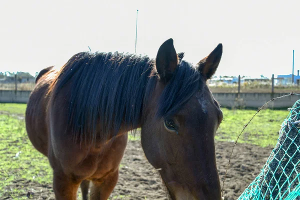 Sabaha kadar çiftçide at
