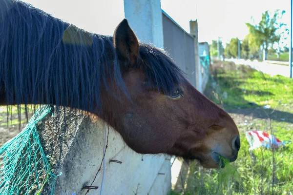 Sabaha kadar çiftçide at