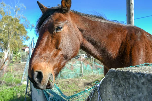 Sabaha kadar çiftçide at