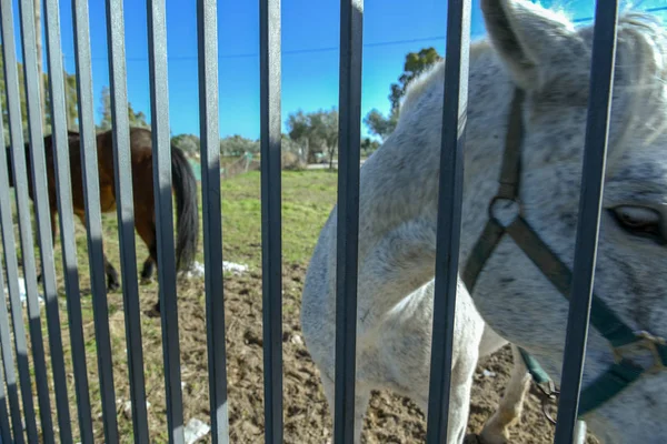 Sabaha kadar çiftçide at