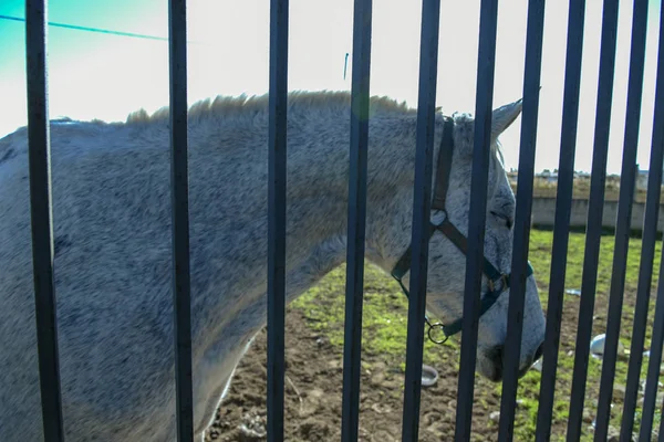 Sabaha kadar çiftçide at
