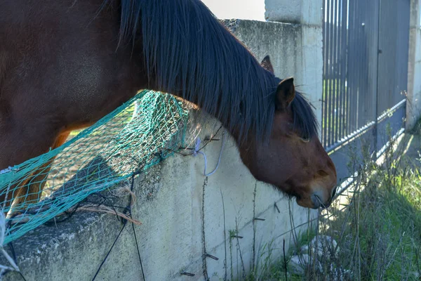 Sabaha kadar çiftçide at