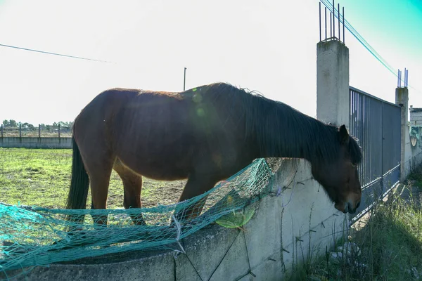 Sabaha kadar çiftçide at