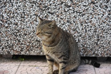 Sabaha kadar Kedi Portresi