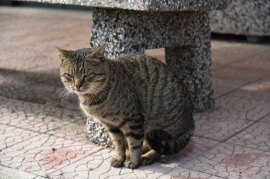 Sabaha kadar Kedi Portresi