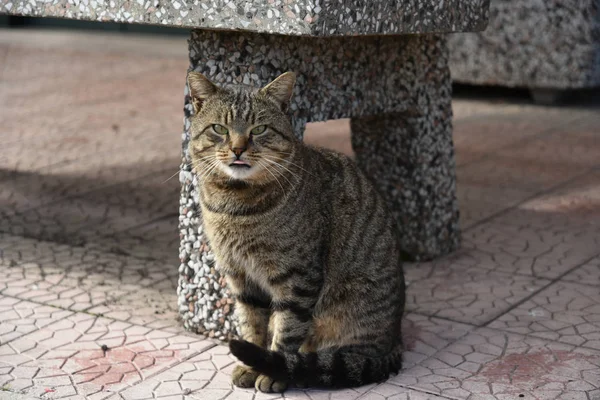 Sabaha kadar Kedi Portresi