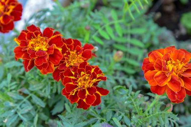 Flowerbed güzel çiçekler