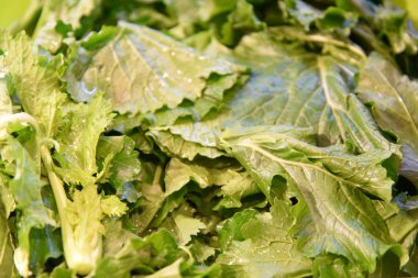 Taze yeşil sebze yapraklar 