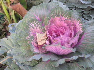 kırpma yolu ile izole beyaz zemin üzerine ışık mavi çiçek. Portre. büyük tüylü çiçek. Tasarım için. Yıldız çiçeği.