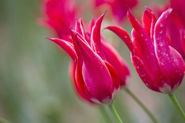 Kırmızı lale ve simetri