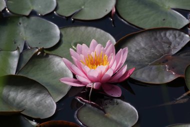 Nymphaea - nilüferler - Lotus çiçeği