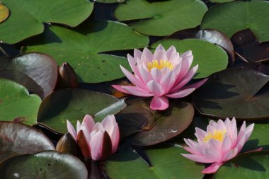 Nymphaea - nilüferler - Lotus çiçeği