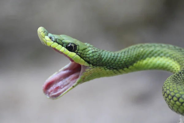 Look Eyes Snake — Stock Photo, Image