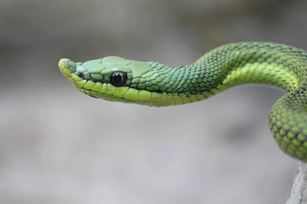 Olhe Nos Olhos Uma Cobra — Fotografia de Stock