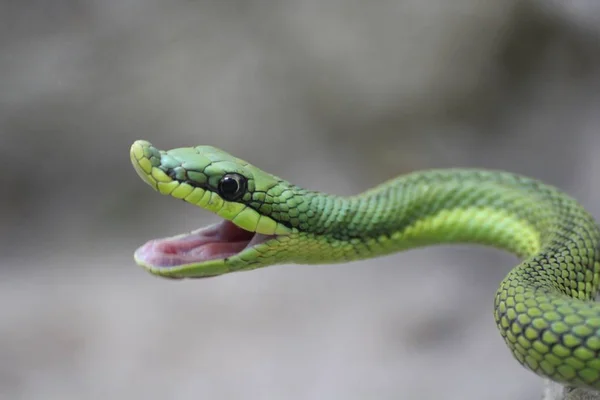 ヘビの目を見る — ストック写真