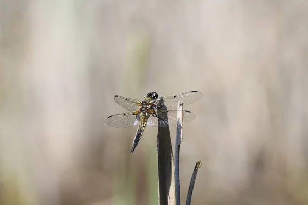 Dragonfly Vier Spotted Chaser Libellula Quadrimaculata Vier Spotted Skimmer — Stockfoto