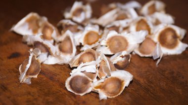 Arka plan olarak Moringa oleifera seedson tahta masayı kapatın