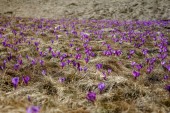 front view of field with dry grass and spring crocuses in Romania 