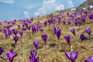 crocuses clipart