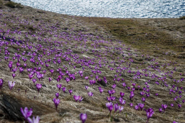 Frühling — kostenloses Stockfoto