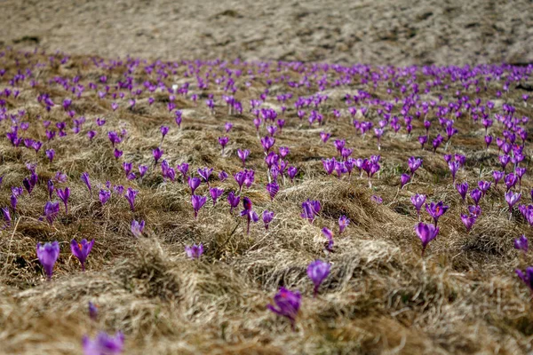 Vista Frontal Campo Com Grama Seca Crocos Primavera Romênia — Fotografia de Stock