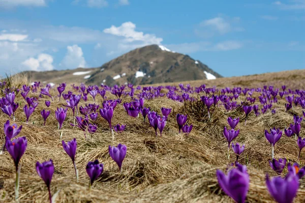 Flores — Foto de Stock