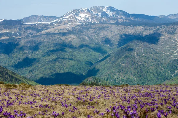 Rumanía — Foto de Stock