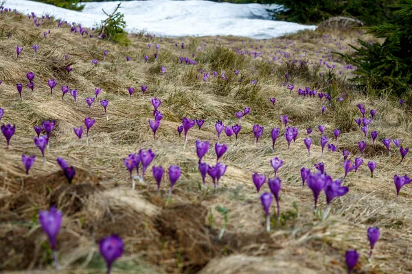 Florece. Imagen De Stock