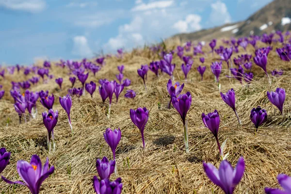 Krokusar Stockfoto