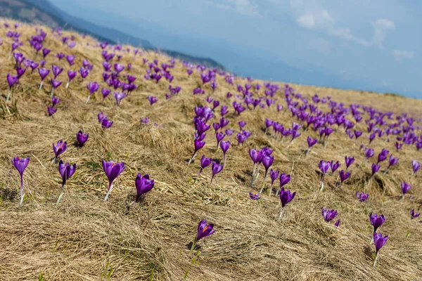 Blommande Royaltyfria Stockbilder