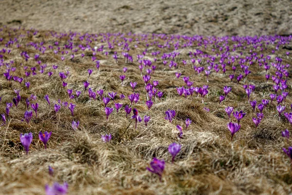 Vue de face du champ avec herbe sèche et crocus de printemps en Roumanie — Photo de stock