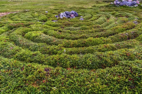 Labyrinthe Pierre Sur Île Big Zayatsky Russie — Photo