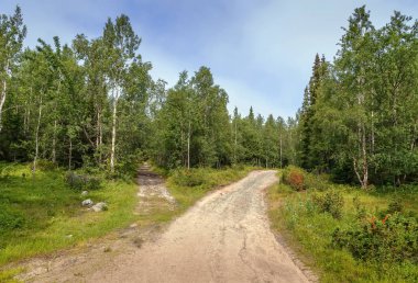 Orman Bolshoy Solovetsky Adası yaz, Rusya Federasyonu