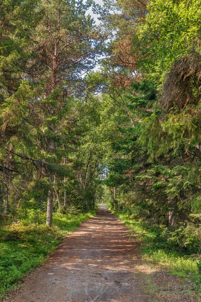 Forest Bolshoy Solovetsky Island Summer Russia — Stock Photo, Image