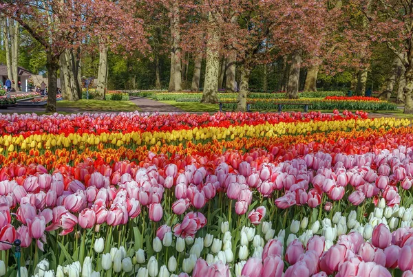 Клумба Тюльпанами Саду Keukenhof Нидерланды — стоковое фото