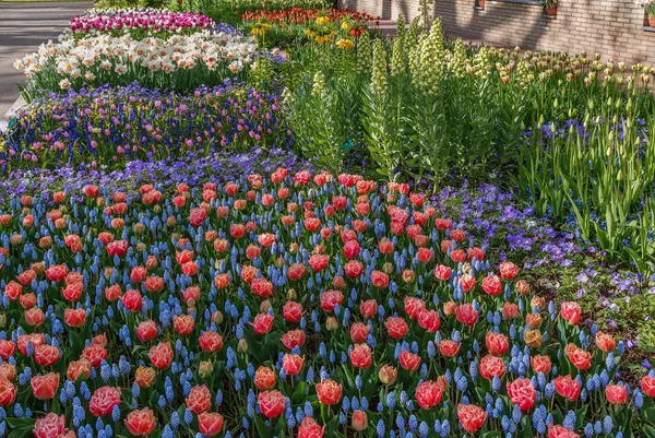 Paisagem Com Canteiro Flores Keukenhof Jardim Nederlands — Fotografia de Stock