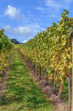 Alsace 'deki üzüm bağı Dambach-la-Ville, Fransa yakınlarında.