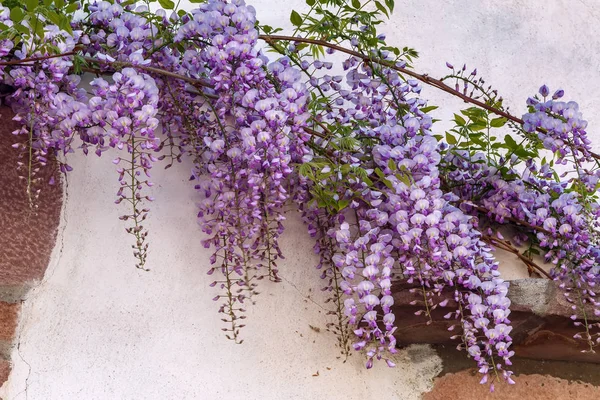 Wisteria flowers on wall of house in France