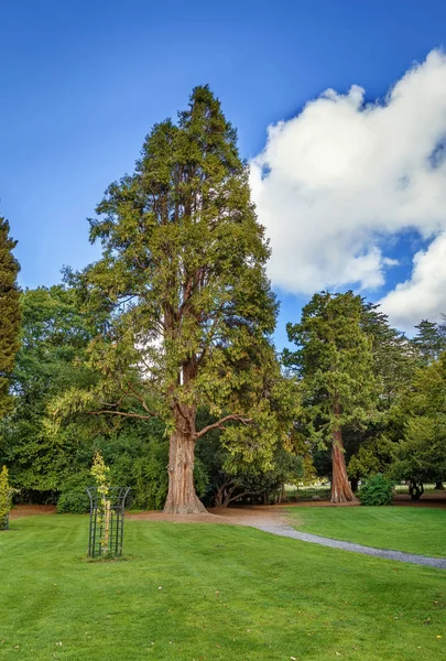 Phoenix Park, Dublin, Ireland — Stock Photo, Image