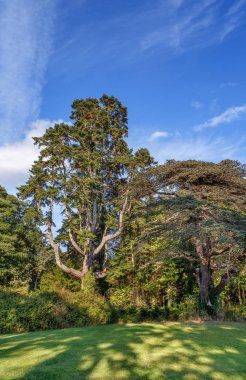 Powerscourt park, İrlanda