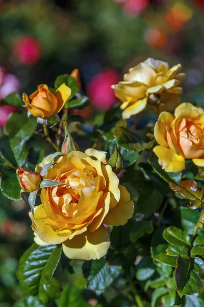 Rosa perfumada no jardim — Fotografia de Stock