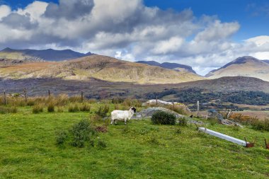 Koyun lu peyzaj, İrlanda
