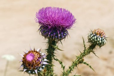 Carduus flower, Yunanistan