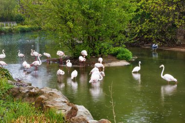 Flamingo hayvanat bahçesinde, Lyon, Fransa