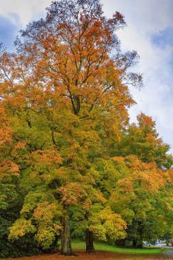 Acer Rubrum Sonbaharda Çek Cumhuriyeti, Karlovy Vary 'de parkta