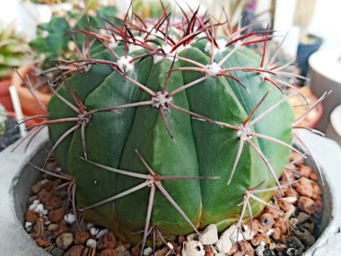  Raf kaktüs, genellikle omurgalar, ayılar kalın, etli kök bir etli bitki yaprakları yoksun ve parlak renkli çiçekleri vardır. Kaktüsler için yeni Dünya'nın kurak bölgelerde yerli vardır ve başka bir yerde, özellikle houseplants ekili.