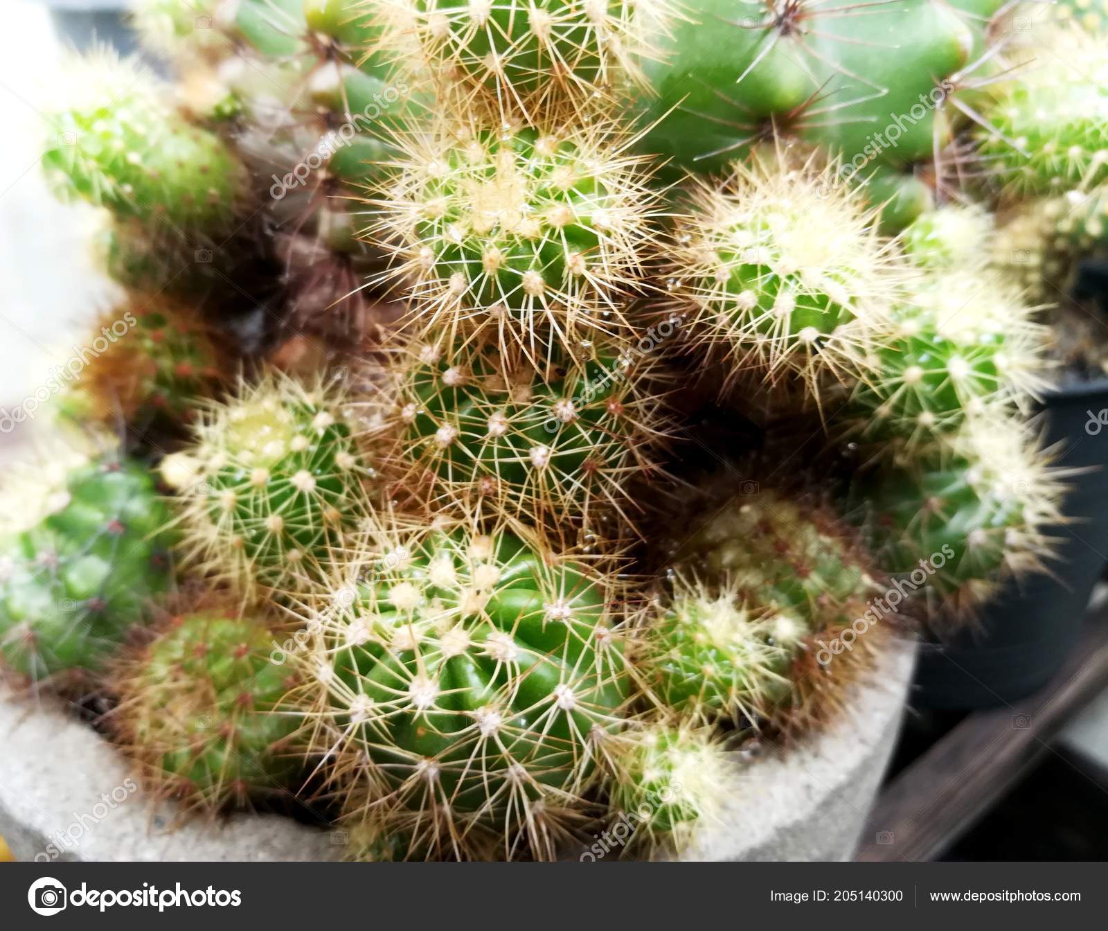 Cactus Sunshine Succulent Plant Thick Fleshy Stem Typically Bears Spines Stock Photo Image By C Designbycard Yahoo Com 205140300