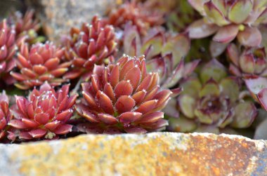 Lahana taşlar hakkında yabani tavşan. Öğleden sonra buzlu bitkiler