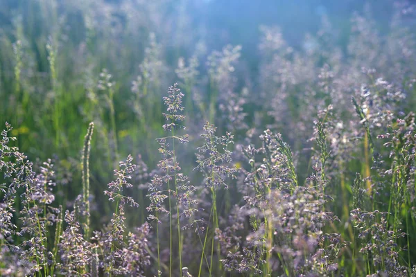 Gün batımında çiçekli bir alanda güzel manzara. Çim, Güneş tarafından yaktı.