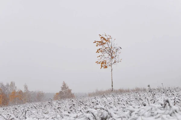 Paysage Hivernal Minimalisme Dans Paysage Hivernal Arbre Solitaire Dans Vent — Photo